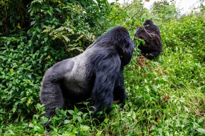 Ruanda & die Berggorillas