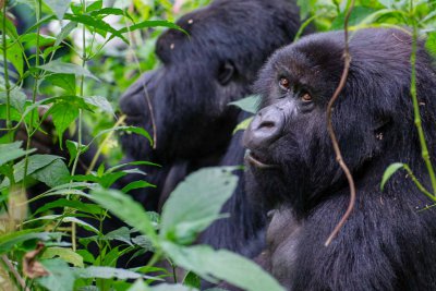 Ruanda & die Berggorillas