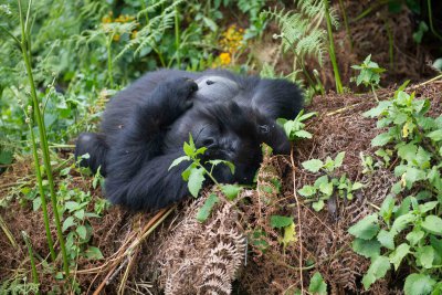 Ruanda & die Berggorillas