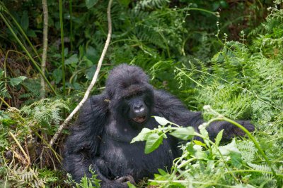 Ruanda & die Berggorillas