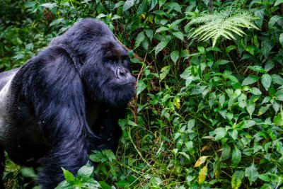 Ruanda & die Berggorillas