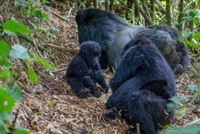 Ruanda & die Berggorillas