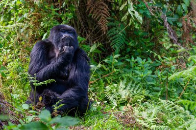 Ruanda & die Berggorillas