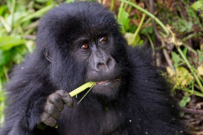 Ruanda & die Berggorillas