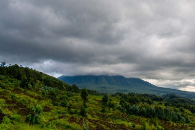 Ruanda & die Berggorillas