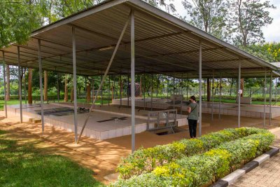 Ruanda & die Berggorillas